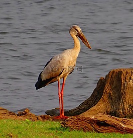 亚洲 openbill,亚洲 openbill 鹳,anastomus oscitans