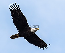 猛禽,鳥(niǎo),鷹
