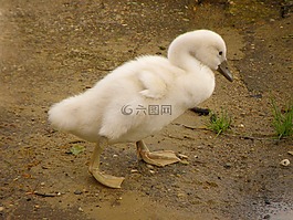 天鵝,幼獸,房子