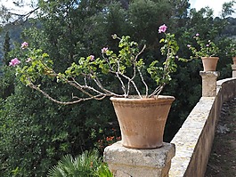 天竺葵,開花,花