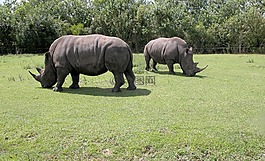 犀牛,野生動物,動物