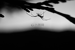 白,黑,蜘蛛