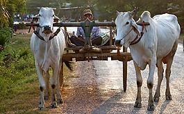 牛,繪制,購物車