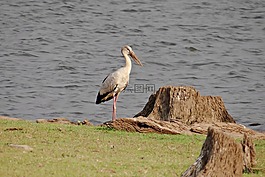 亚洲 openbill,亚洲 openbill 鹳,anastomus oscitans