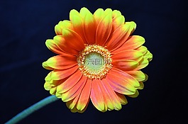 germini,橙花,花