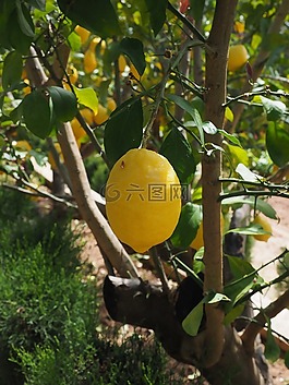 檸檬,limone,檸檬樹