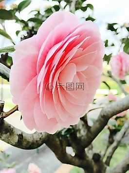 羅莎,性質(zhì),花卉