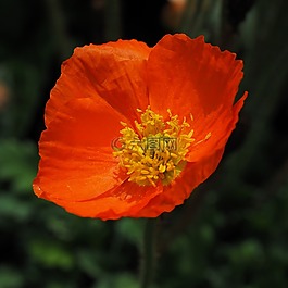 罌粟,紅色,klatschmohn