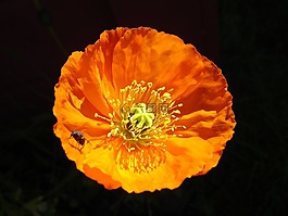 花卉,煙道,昆蟲