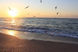 海,保加利亞,海鷗