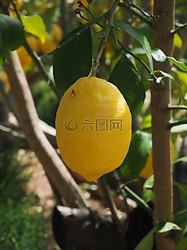 檸檬,limone,檸檬樹