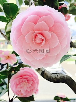 性質(zhì),羅莎,春