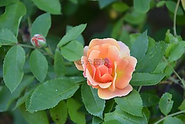 粉色,灌木,花