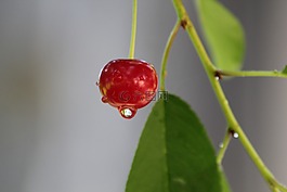水果,拖放,圖像