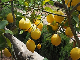 檸檬,limone,檸檬樹