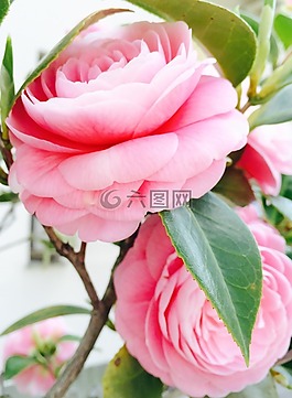 性質(zhì),鮮花,植物