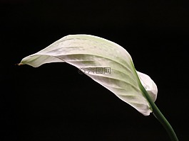 阴道表,叶子,白