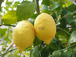 檸檬,limone,檸檬樹