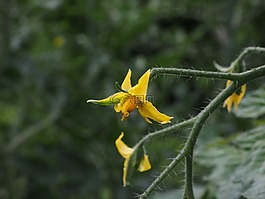 番茄花,开花,花