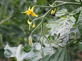 番茄花,开花,花