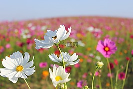 開(kāi)花,宇宙花,秋