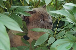 綠色,貓,動物