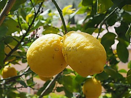 檸檬,limone,檸檬樹