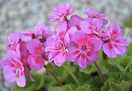 鮮花,天竺葵,jardiniere