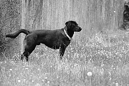 狗,犬,動(dòng)物