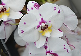 白色蘭花,紫,鮮花