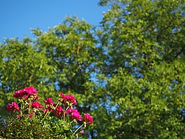 天竺葵,開花,粉紅色