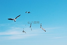 鳥,飛行,動物