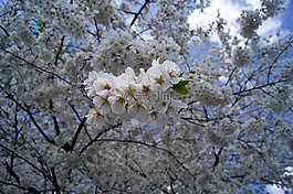 櫻花,花,樹
