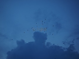 群,飛的鳥,候鳥