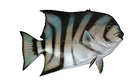 裝載,魚鏟,魚