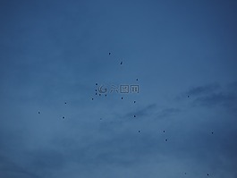 群,飛的鳥,候鳥