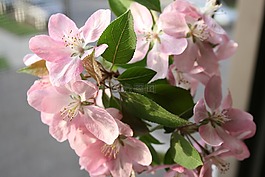 海棠,鮮花,蘋果