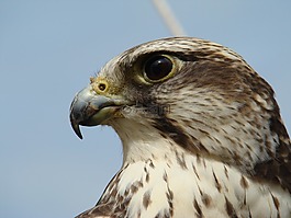 獵鷹,鳥(niǎo),猛禽