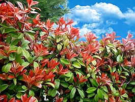植物,紅色,葉