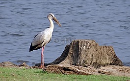 亚洲 openbill,亚洲 openbill 鹳,anastomus oscitans
