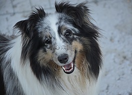 設(shè)得蘭群島牧羊犬,狗,牧羊犬