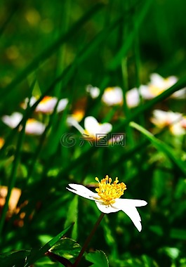 木?？?春天,開花