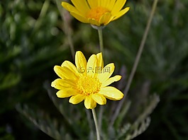 花,黃色,花瓣