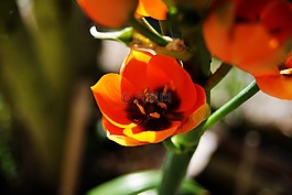 花,橙色,花園