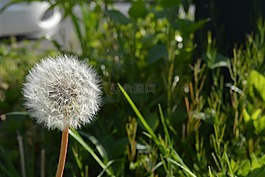 蒲公英,花卉