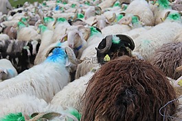 比利牛斯,羊,牛群