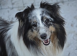 設得蘭群島牧羊犬,狗,青年