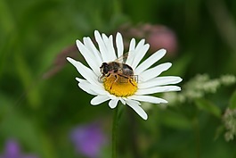 蜜蜂,雛菊,花
