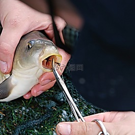 鯉魚,魚,性質(zhì)