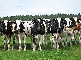 牛,動物,牛肉